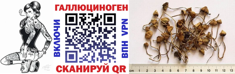 как найти Тамбов Галлюциногенные грибы Cubensis